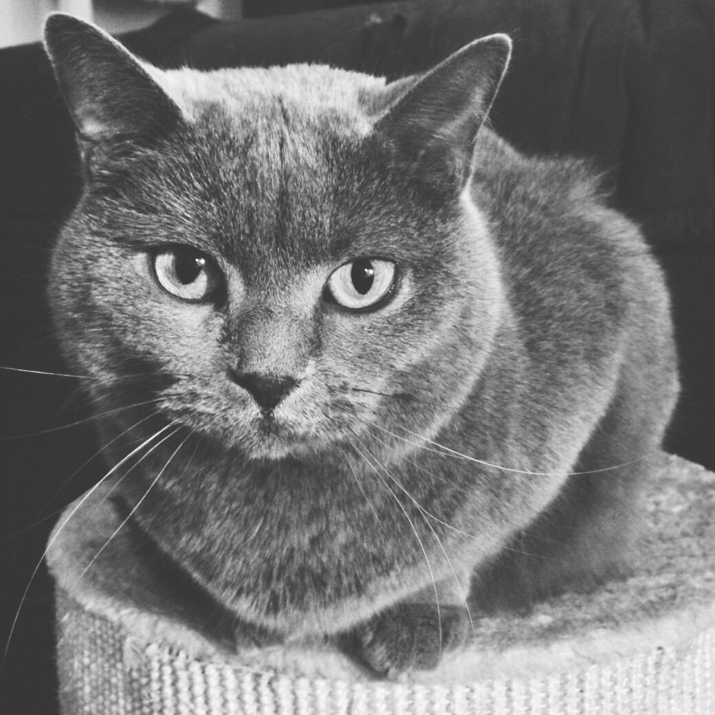 Mon hibou