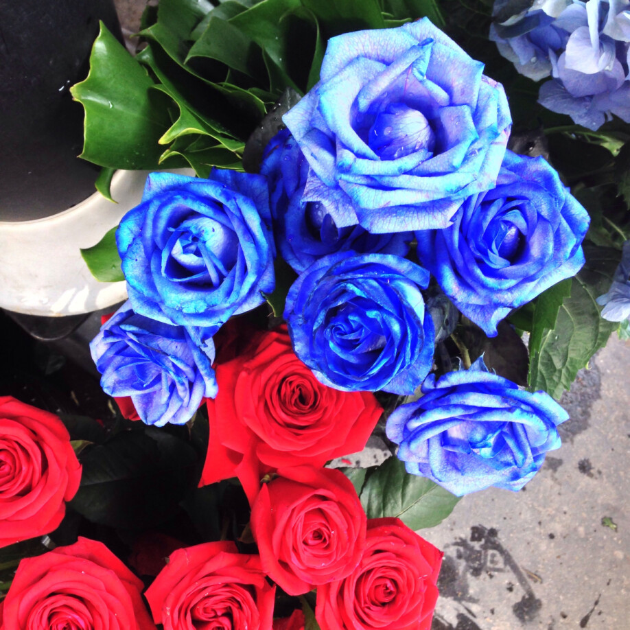 Des roses bleues