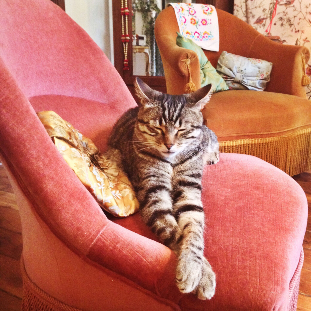 Ferdinand (alias Le Chat à la patte bionique)