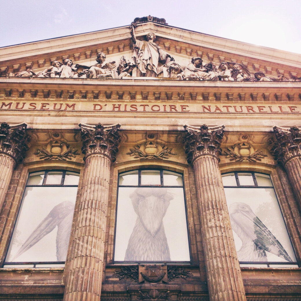 Museum d'histoire naturelle de Nantes