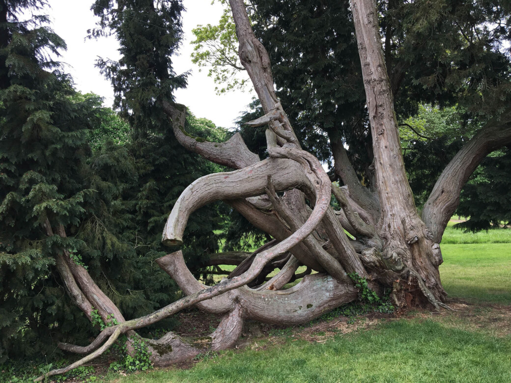L’arbre remarquable du parc du château de Combourg
