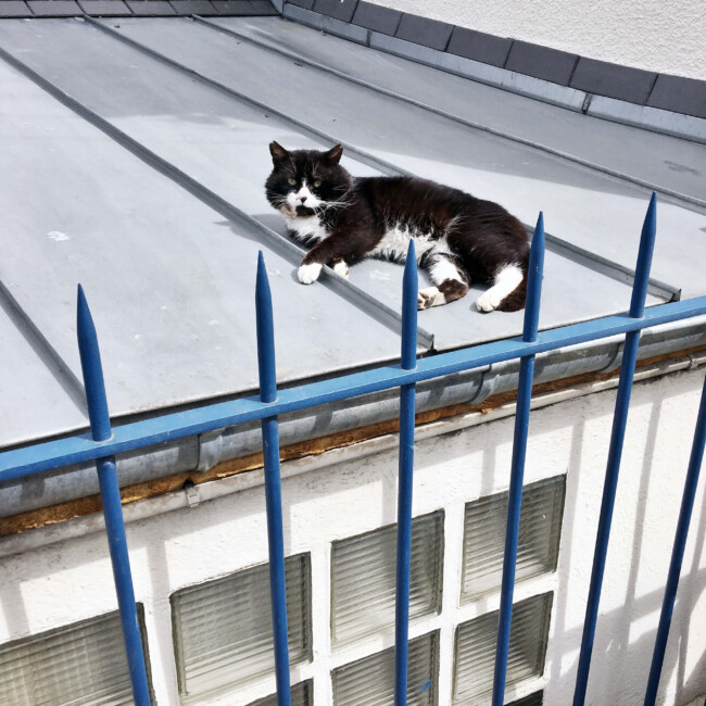 Chat de gouttière