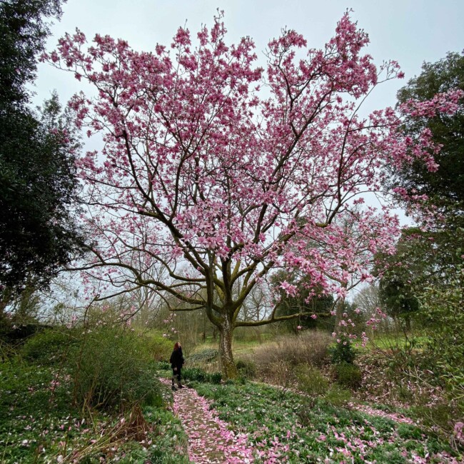 Magnolia