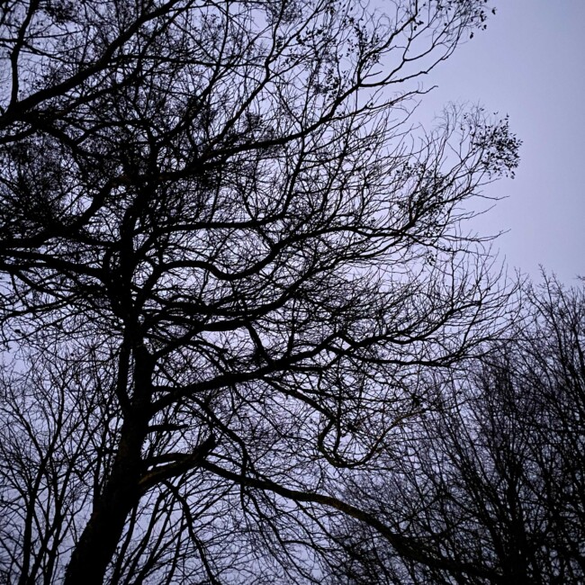 Arbres en contre-jour sur ciel mauve