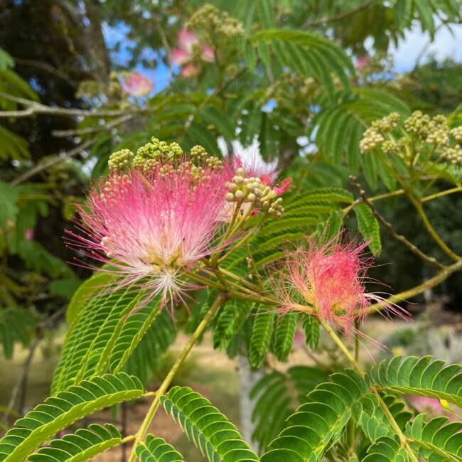 Albizia