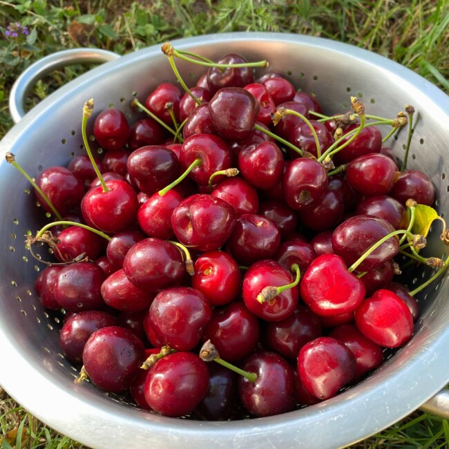 Récolte de cerises