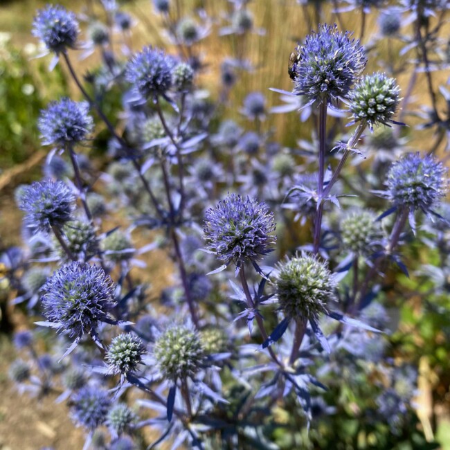 Chardons bleus