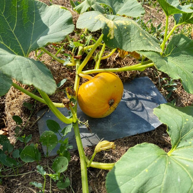 Potiron