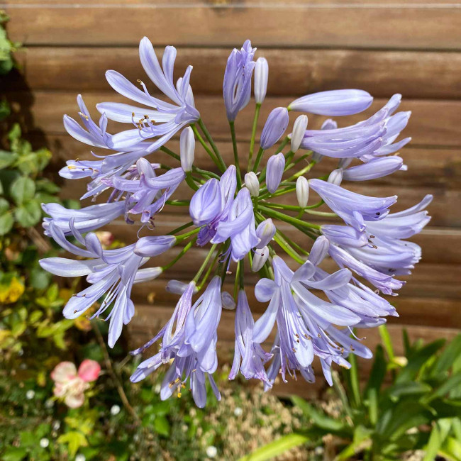 Agapanthe