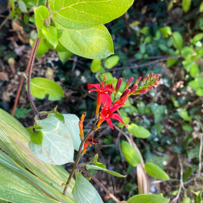 Crocosmia