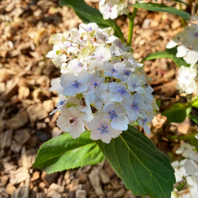 Hortensia