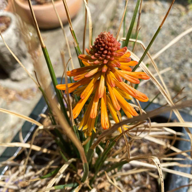 Kniphophia