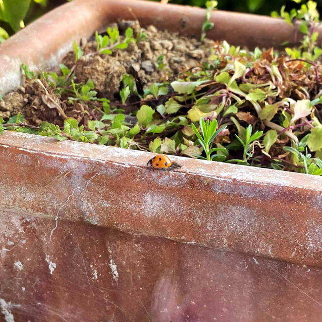 Coccinelle