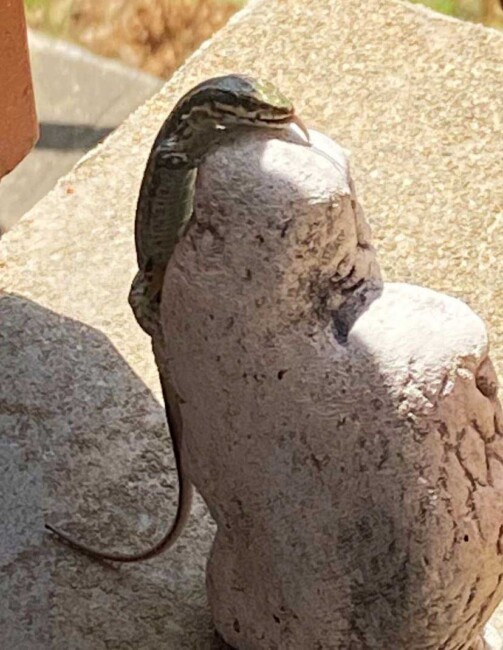 Lézard tirant la langue