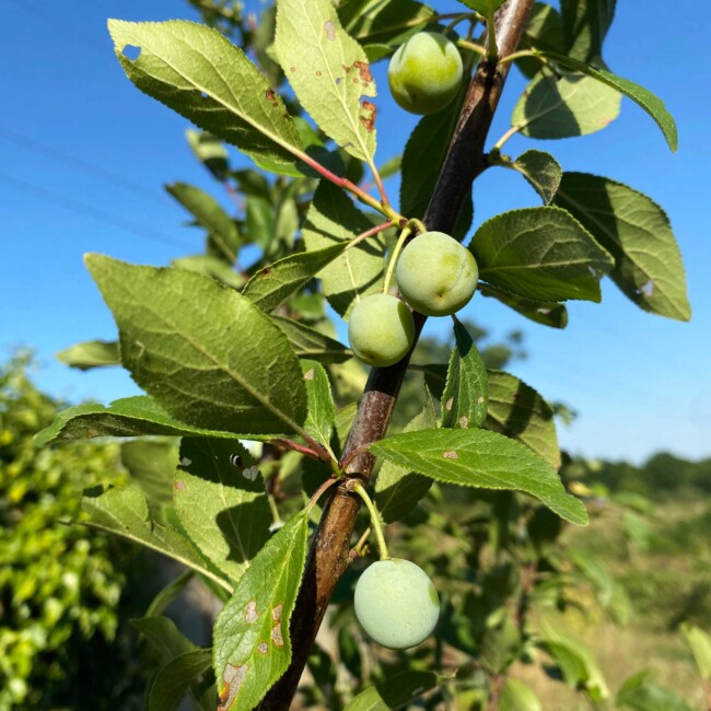Mirabelles