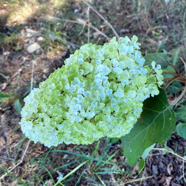 Hortensia paniculata