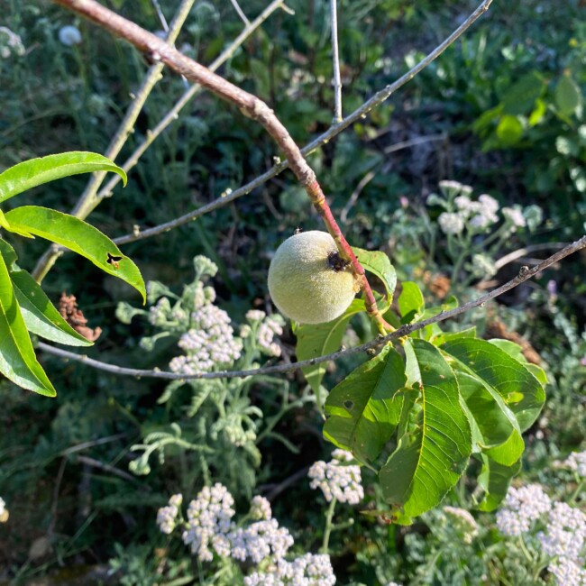 Pêche