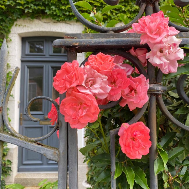 Roses devant un portail