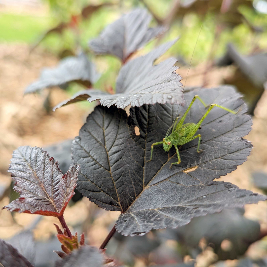 Sauterelle posée sur une feuille.