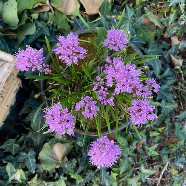 Alium
