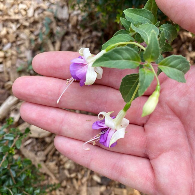 Fleurs de fuchsia mauve