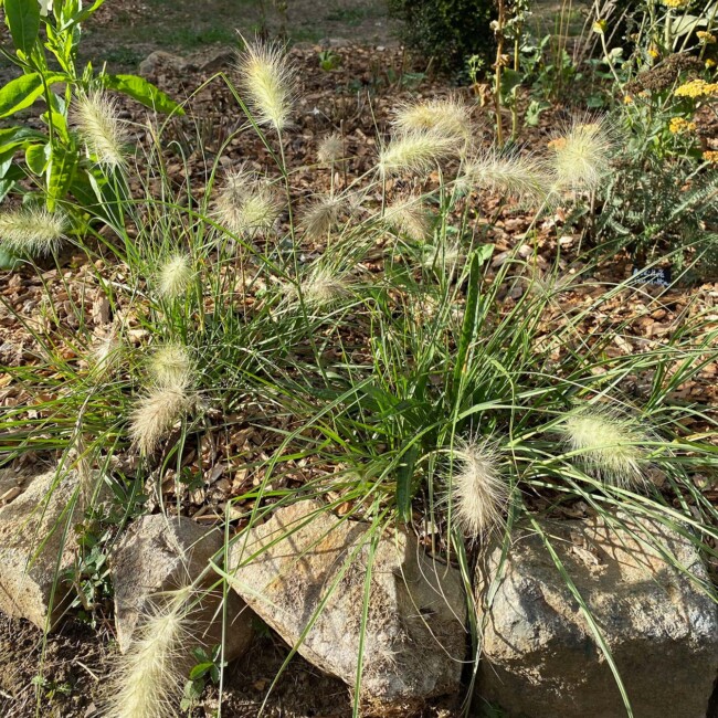Pennisetum