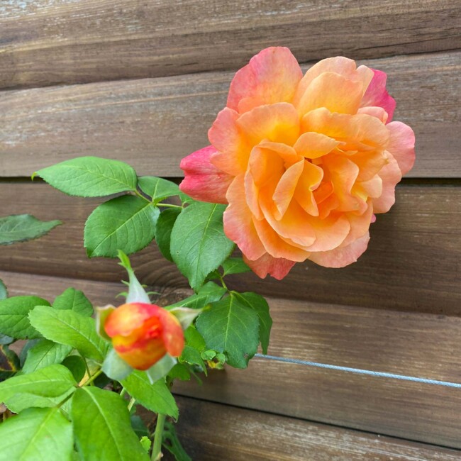 Rose