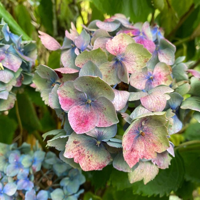 Hortensia