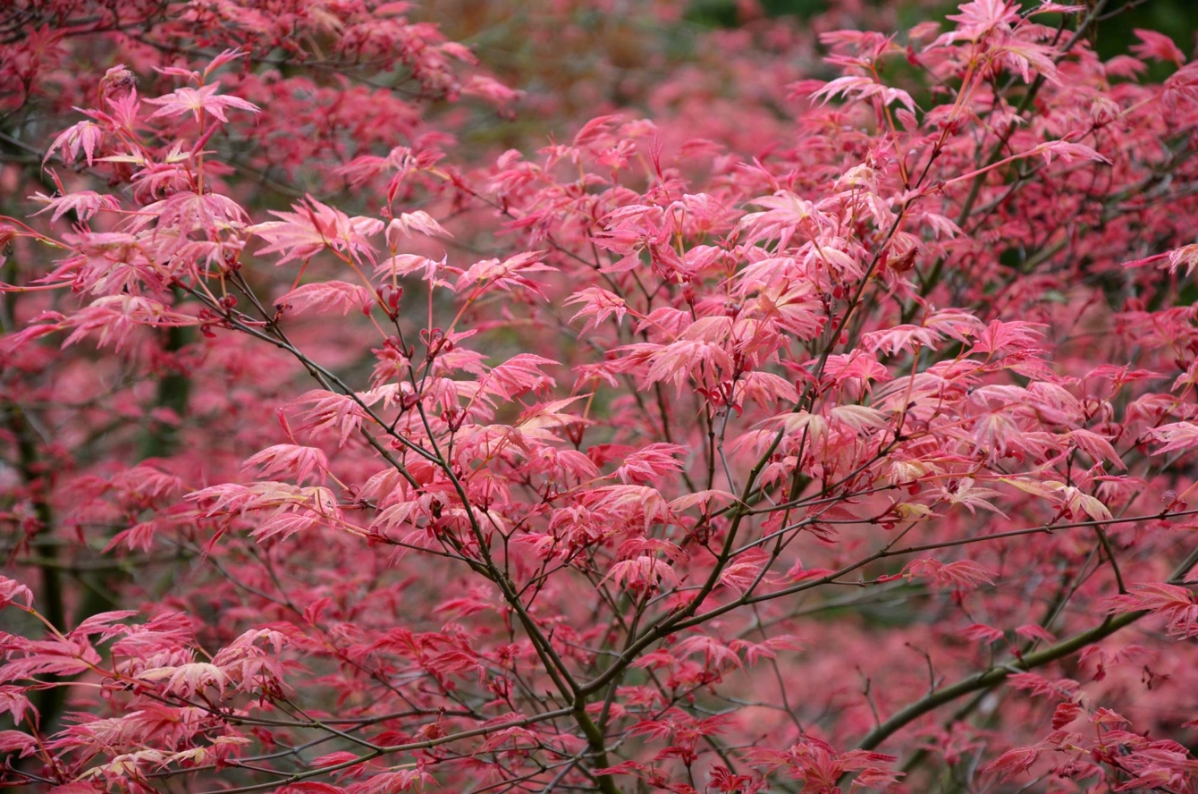 Érable du Japon rouge