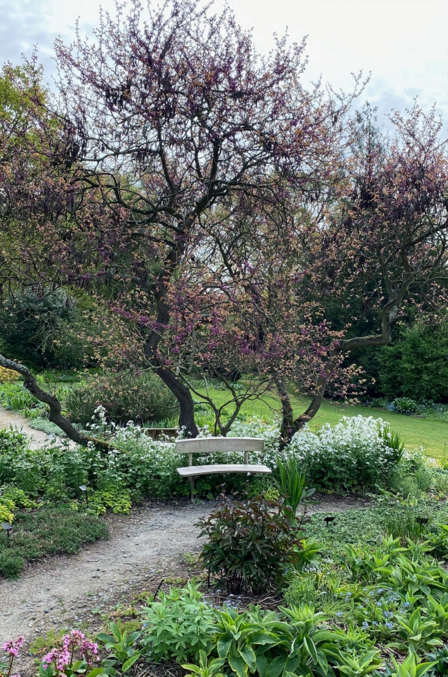 Banc entouré de lunaire blanche