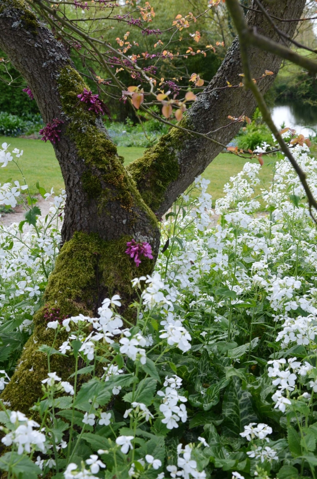 Lunaire blanche au pied d’un arbre