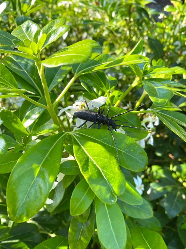 Insectes batifolant dans un oranger du Mexique