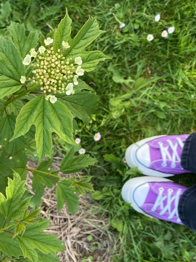 Viorne en train de fleurir et Converse mauves