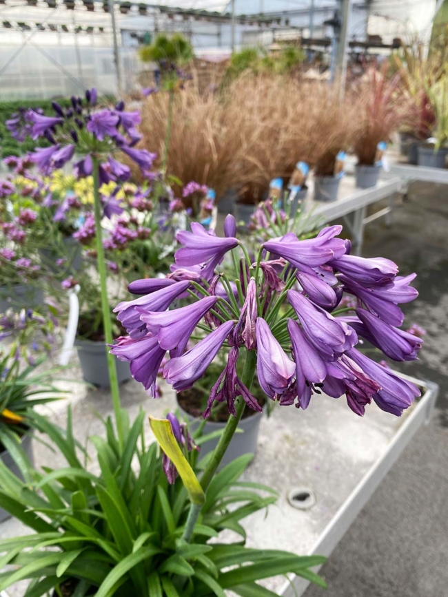 Agapanthe violette
